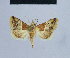  ( - BC ZSM Lep 54611)  @13 [ ] CreativeCommons - Attribution Non-Commercial Share-Alike (2014) Axel Hausmann/Bavarian State Collection of Zoology (ZSM) SNSB, Zoologische Staatssammlung Muenchen