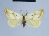  (Eublemma pura - BC ZSM Lep 54612)  @14 [ ] CreativeCommons - Attribution Non-Commercial Share-Alike (2014) Axel Hausmann/Bavarian State Collection of Zoology (ZSM) SNSB, Zoologische Staatssammlung Muenchen