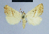  ( - BC ZSM Lep 54613)  @14 [ ] CreativeCommons - Attribution Non-Commercial Share-Alike (2014) Axel Hausmann/Bavarian State Collection of Zoology (ZSM) SNSB, Zoologische Staatssammlung Muenchen