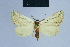  ( - BC ZSM Lep 54614)  @14 [ ] CreativeCommons - Attribution Non-Commercial Share-Alike (2014) Axel Hausmann/Bavarian State Collection of Zoology (ZSM) SNSB, Zoologische Staatssammlung Muenchen