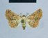  ( - BC ZSM Lep 54616)  @14 [ ] CreativeCommons - Attribution Non-Commercial Share-Alike (2014) Axel Hausmann/Bavarian State Collection of Zoology (ZSM) SNSB, Zoologische Staatssammlung Muenchen