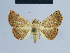  ( - BC ZSM Lep 54617)  @14 [ ] CreativeCommons - Attribution Non-Commercial Share-Alike (2014) Axel Hausmann/Bavarian State Collection of Zoology (ZSM) SNSB, Zoologische Staatssammlung Muenchen