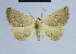  ( - BC ZSM Lep 54619)  @14 [ ] CreativeCommons - Attribution Non-Commercial Share-Alike (2014) Axel Hausmann/Bavarian State Collection of Zoology (ZSM) SNSB, Zoologische Staatssammlung Muenchen
