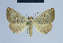  (Eublemma polygramma - BC ZSM Lep 54620)  @15 [ ] CreativeCommons - Attribution Non-Commercial Share-Alike (2014) Axel Hausmann/Bavarian State Collection of Zoology (ZSM) SNSB, Zoologische Staatssammlung Muenchen