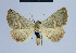  ( - BC ZSM Lep 54621)  @15 [ ] CreativeCommons - Attribution Non-Commercial Share-Alike (2014) Axel Hausmann/Bavarian State Collection of Zoology (ZSM) SNSB, Zoologische Staatssammlung Muenchen
