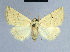  ( - BC ZSM Lep 54622)  @14 [ ] CreativeCommons - Attribution Non-Commercial Share-Alike (2014) Axel Hausmann/Bavarian State Collection of Zoology (ZSM) SNSB, Zoologische Staatssammlung Muenchen