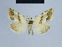  (Eublemma taftana - BC ZSM Lep 54627)  @13 [ ] CreativeCommons - Attribution Non-Commercial Share-Alike (2014) Axel Hausmann/Bavarian State Collection of Zoology (ZSM) SNSB, Zoologische Staatssammlung Muenchen