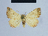  (Eublemma fredi - BC ZSM Lep 54630)  @13 [ ] CreativeCommons - Attribution Non-Commercial Share-Alike (2014) Axel Hausmann/Bavarian State Collection of Zoology (ZSM) SNSB, Zoologische Staatssammlung Muenchen