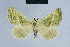  (Eublemma chlorotica - BC ZSM Lep 54635)  @14 [ ] CreativeCommons - Attribution Non-Commercial Share-Alike (2014) Axel Hausmann/Bavarian State Collection of Zoology (ZSM) SNSB, Zoologische Staatssammlung Muenchen
