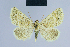  (Eublemma lacernaria - BC ZSM Lep 54637)  @14 [ ] CreativeCommons - Attribution Non-Commercial Share-Alike (2014) Axel Hausmann/Bavarian State Collection of Zoology (ZSM) SNSB, Zoologische Staatssammlung Muenchen