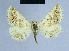  (Eublemma nives - BC ZSM Lep 54639)  @11 [ ] CreativeCommons - Attribution Non-Commercial Share-Alike (2014) Axel Hausmann/Bavarian State Collection of Zoology (ZSM) SNSB, Zoologische Staatssammlung Muenchen