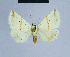  (Eublemma munda - BC ZSM Lep 54641)  @13 [ ] CreativeCommons - Attribution Non-Commercial Share-Alike (2014) Axel Hausmann/Bavarian State Collection of Zoology (ZSM) SNSB, Zoologische Staatssammlung Muenchen