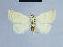  (Eublemma jocularis - BC ZSM Lep 54642)  @14 [ ] CreativeCommons - Attribution Non-Commercial Share-Alike (2014) Axel Hausmann/Bavarian State Collection of Zoology (ZSM) SNSB, Zoologische Staatssammlung Muenchen