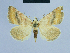  (Eublemma caelestis - BC ZSM Lep 54644)  @13 [ ] CreativeCommons - Attribution Non-Commercial Share-Alike (2014) Axel Hausmann/Bavarian State Collection of Zoology (ZSM) SNSB, Zoologische Staatssammlung Muenchen
