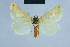  (Eublemma fugitiva - BC ZSM Lep 54646)  @14 [ ] CreativeCommons - Attribution Non-Commercial Share-Alike (2014) Axel Hausmann/Bavarian State Collection of Zoology (ZSM) SNSB, Zoologische Staatssammlung Muenchen