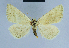  ( - BC ZSM Lep 54647)  @13 [ ] CreativeCommons - Attribution Non-Commercial Share-Alike (2014) Axel Hausmann/Bavarian State Collection of Zoology (ZSM) SNSB, Zoologische Staatssammlung Muenchen