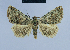  (Eublemma pseudepistrota - BC ZSM Lep 54648)  @14 [ ] CreativeCommons - Attribution Non-Commercial Share-Alike (2014) Axel Hausmann/Bavarian State Collection of Zoology (ZSM) SNSB, Zoologische Staatssammlung Muenchen