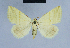  (Eublemma pyrrholeuca - BC ZSM Lep 54649)  @13 [ ] CreativeCommons - Attribution Non-Commercial Share-Alike (2014) Axel Hausmann/Bavarian State Collection of Zoology (ZSM) SNSB, Zoologische Staatssammlung Muenchen