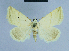  ( - BC ZSM Lep 54650)  @13 [ ] CreativeCommons - Attribution Non-Commercial Share-Alike (2014) Axel Hausmann/Bavarian State Collection of Zoology (ZSM) SNSB, Zoologische Staatssammlung Muenchen