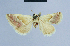  (Eublemma gyulaii - BC ZSM Lep 54652)  @13 [ ] CreativeCommons - Attribution Non-Commercial Share-Alike (2014) Axel Hausmann/Bavarian State Collection of Zoology (ZSM) SNSB, Zoologische Staatssammlung Muenchen