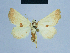  ( - BC ZSM Lep 54654)  @13 [ ] CreativeCommons - Attribution Non-Commercial Share-Alike (2014) Axel Hausmann/Bavarian State Collection of Zoology (ZSM) SNSB, Zoologische Staatssammlung Muenchen