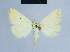  ( - BC ZSM Lep 54656)  @13 [ ] CreativeCommons - Attribution Non-Commercial Share-Alike (2014) Axel Hausmann/Bavarian State Collection of Zoology (ZSM) SNSB, Zoologische Staatssammlung Muenchen