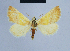  (Eublemma pannonica - BC ZSM Lep 54658)  @13 [ ] CreativeCommons - Attribution Non-Commercial Share-Alike (2014) Axel Hausmann/Bavarian State Collection of Zoology (ZSM) SNSB, Zoologische Staatssammlung Muenchen