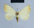  ( - BC ZSM Lep 54659)  @14 [ ] CreativeCommons - Attribution Non-Commercial Share-Alike (2014) Axel Hausmann/Bavarian State Collection of Zoology (ZSM) SNSB, Zoologische Staatssammlung Muenchen