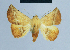  ( - BC ZSM Lep 54660)  @13 [ ] CreativeCommons - Attribution Non-Commercial Share-Alike (2014) Axel Hausmann/Bavarian State Collection of Zoology (ZSM) SNSB, Zoologische Staatssammlung Muenchen