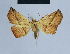 (Eublemma versicolora - BC ZSM Lep 54661)  @11 [ ] CreativeCommons - Attribution Non-Commercial Share-Alike (2014) Axel Hausmann/Bavarian State Collection of Zoology (ZSM) SNSB, Zoologische Staatssammlung Muenchen