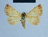 (Eublemma pudorina - BC ZSM Lep 54663)  @13 [ ] CreativeCommons - Attribution Non-Commercial Share-Alike (2014) Axel Hausmann/Bavarian State Collection of Zoology (ZSM) SNSB, Zoologische Staatssammlung Muenchen