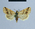  ( - BC ZSM Lep 54666)  @13 [ ] CreativeCommons - Attribution Non-Commercial Share-Alike (2014) Axel Hausmann/Bavarian State Collection of Zoology (ZSM) SNSB, Zoologische Staatssammlung Muenchen