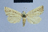  (Eublemma conistrota - BC ZSM Lep 54669)  @11 [ ] CreativeCommons - Attribution Non-Commercial Share-Alike (2014) Axel Hausmann/Bavarian State Collection of Zoology (ZSM) SNSB, Zoologische Staatssammlung Muenchen
