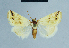  ( - BC ZSM Lep 54673)  @12 [ ] CreativeCommons - Attribution Non-Commercial Share-Alike (2014) Axel Hausmann/Bavarian State Collection of Zoology (ZSM) SNSB, Zoologische Staatssammlung Muenchen