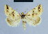  (Eublemma porphyrinia - BC ZSM Lep 54674)  @15 [ ] CreativeCommons - Attribution Non-Commercial Share-Alike (2014) Axel Hausmann/Bavarian State Collection of Zoology (ZSM) SNSB, Zoologische Staatssammlung Muenchen