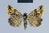  ( - BC ZSM Lep 54675)  @13 [ ] CreativeCommons - Attribution Non-Commercial Share-Alike (2014) Axel Hausmann/Bavarian State Collection of Zoology (ZSM) SNSB, Zoologische Staatssammlung Muenchen