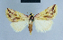  (Eublemma pulcherima - BC ZSM Lep 54676)  @11 [ ] CreativeCommons - Attribution Non-Commercial Share-Alike (2014) Axel Hausmann/Bavarian State Collection of Zoology (ZSM) SNSB, Zoologische Staatssammlung Muenchen