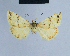  ( - BC ZSM Lep 54677)  @13 [ ] CreativeCommons - Attribution Non-Commercial Share-Alike (2014) Axel Hausmann/Bavarian State Collection of Zoology (ZSM) SNSB, Zoologische Staatssammlung Muenchen