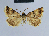  ( - BC ZSM Lep 54678)  @14 [ ] CreativeCommons - Attribution Non-Commercial Share-Alike (2014) Axel Hausmann/Bavarian State Collection of Zoology (ZSM) SNSB, Zoologische Staatssammlung Muenchen