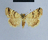  (Eublemma staudingeri - BC ZSM Lep 54679)  @15 [ ] CreativeCommons - Attribution Non-Commercial Share-Alike (2014) Axel Hausmann/Bavarian State Collection of Zoology (ZSM) SNSB, Zoologische Staatssammlung Muenchen