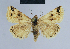  ( - BC ZSM Lep 54680)  @14 [ ] CreativeCommons - Attribution Non-Commercial Share-Alike (2014) Axel Hausmann/Bavarian State Collection of Zoology (ZSM) SNSB, Zoologische Staatssammlung Muenchen