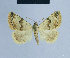 (Eublemma salangi - BC ZSM Lep 54681)  @11 [ ] CreativeCommons - Attribution Non-Commercial Share-Alike (2014) Axel Hausmann/Bavarian State Collection of Zoology (ZSM) SNSB, Zoologische Staatssammlung Muenchen