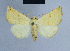  (Eublemma hansa - BC ZSM Lep 54682)  @14 [ ] CreativeCommons - Attribution Non-Commercial Share-Alike (2014) Axel Hausmann/Bavarian State Collection of Zoology (ZSM) SNSB, Zoologische Staatssammlung Muenchen
