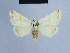  ( - BC ZSM Lep 54683)  @11 [ ] CreativeCommons - Attribution Non-Commercial Share-Alike (2014) Axel Hausmann/Bavarian State Collection of Zoology (ZSM) SNSB, Zoologische Staatssammlung Muenchen