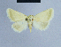  ( - BC ZSM Lep 54684)  @13 [ ] CreativeCommons - Attribution Non-Commercial Share-Alike (2014) Axel Hausmann/Bavarian State Collection of Zoology (ZSM) SNSB, Zoologische Staatssammlung Muenchen