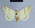  (Eublemma gratissima - BC ZSM Lep 54686)  @14 [ ] CreativeCommons - Attribution Non-Commercial Share-Alike (2014) Axel Hausmann/Bavarian State Collection of Zoology (ZSM) SNSB, Zoologische Staatssammlung Muenchen