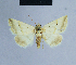  ( - BC ZSM Lep 54687)  @11 [ ] CreativeCommons - Attribution Non-Commercial Share-Alike (2014) Axel Hausmann/Bavarian State Collection of Zoology (ZSM) SNSB, Zoologische Staatssammlung Muenchen