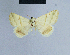  (Eublemma praetermissa - BC ZSM Lep 54688)  @12 [ ] CreativeCommons - Attribution Non-Commercial Share-Alike (2014) Axel Hausmann/Bavarian State Collection of Zoology (ZSM) SNSB, Zoologische Staatssammlung Muenchen