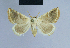  (Eublemma suppuncta - BC ZSM Lep 54689)  @14 [ ] CreativeCommons - Attribution Non-Commercial Share-Alike (2014) Axel Hausmann/Bavarian State Collection of Zoology (ZSM) SNSB, Zoologische Staatssammlung Muenchen