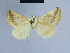  ( - BC ZSM Lep 54690)  @12 [ ] CreativeCommons - Attribution Non-Commercial Share-Alike (2014) Axel Hausmann/Bavarian State Collection of Zoology (ZSM) SNSB, Zoologische Staatssammlung Muenchen